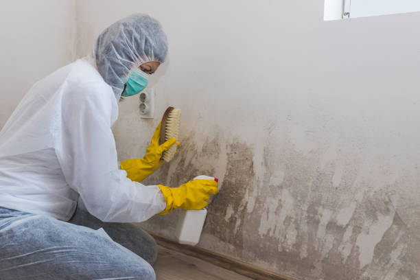 Best Basement Mold Remediation in Long Grove, IL