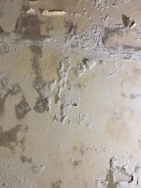 Best Kitchen Mold Remediation in Long Grove, IL