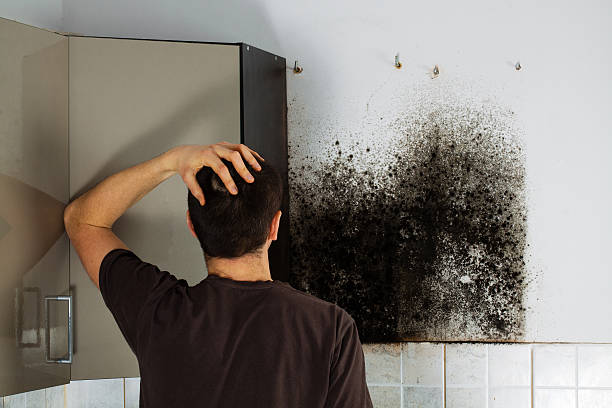 Best White Mold Remediation in Long Grove, IL