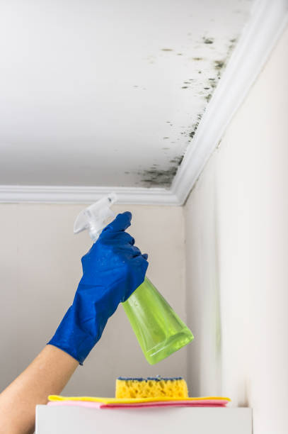 Best Bathroom Mold Remediation in Long Grove, IL